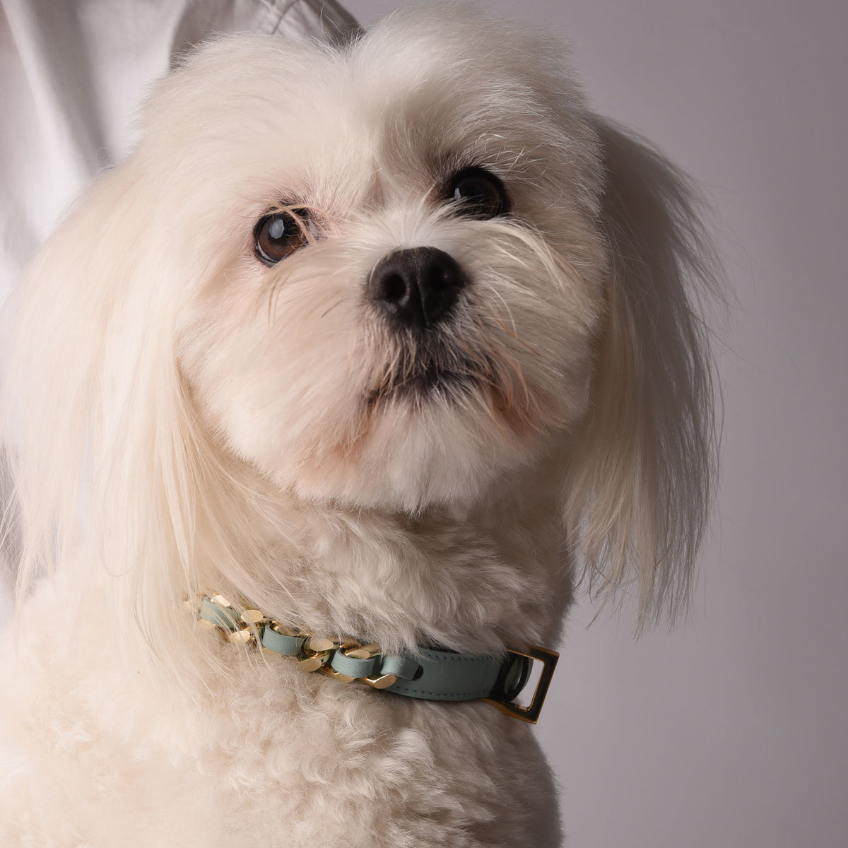 Chain Collar Cloud